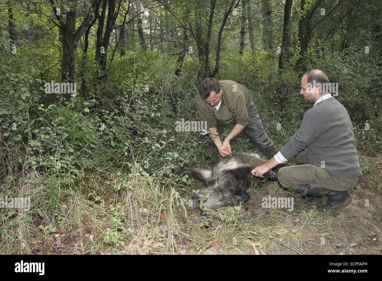 La truie tuée de sanglier (sus scrofa) est brisée dans la forêt, dans l'ouest de la Hongrie, en Hongrie, à Allgaeu, en Bavière, Allemagne Banque D'Images