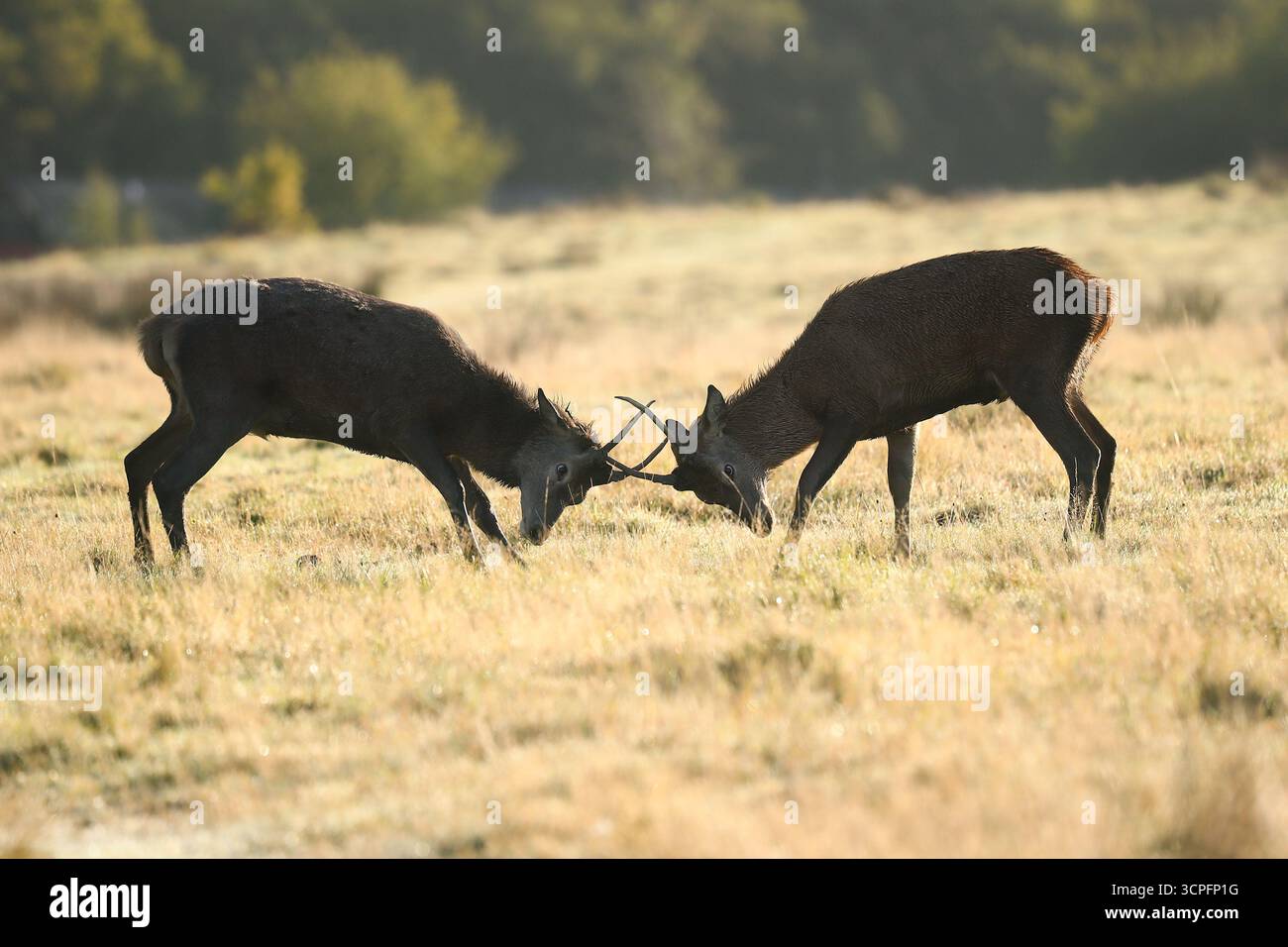 Burntwood, Staffordshire, Royaume-Uni. 26 septembre 2025. Une paire de cerfs rouges enferment des cornes ludiques sous le soleil tôt le matin au Chasewater Country Park, Staffordshire. L'automne est la saison du ruttung pour les cerfs, car les mâles affrontent les bois et se battent pour les femelles. Crédit : Peter Lopeman/Alamy Live News Banque D'Images