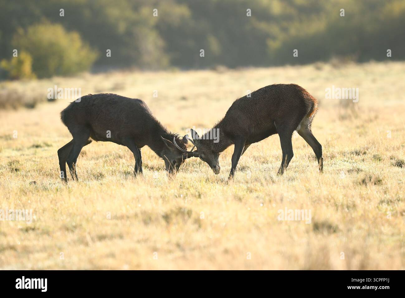 Burntwood, Staffordshire, Royaume-Uni. 26 septembre 2025. Une paire de cerfs rouges enferment des cornes ludiques sous le soleil tôt le matin au Chasewater Country Park, Staffordshire. L'automne est la saison du ruttung pour les cerfs, car les mâles affrontent les bois et se battent pour les femelles. Crédit : Peter Lopeman/Alamy Live News Banque D'Images