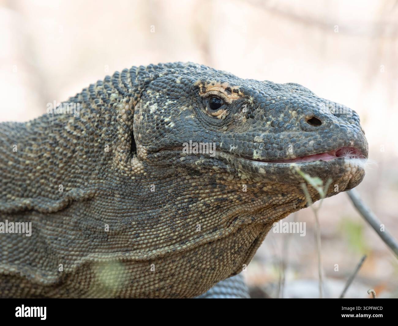 Dragon de Komodo (Varanus komodoensis) Parc national de Komodo, Indonésie Banque D'Images