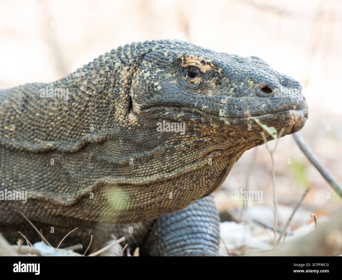 Dragon de Komodo (Varanus komodoensis) Parc national de Komodo, Indonésie Banque D'Images