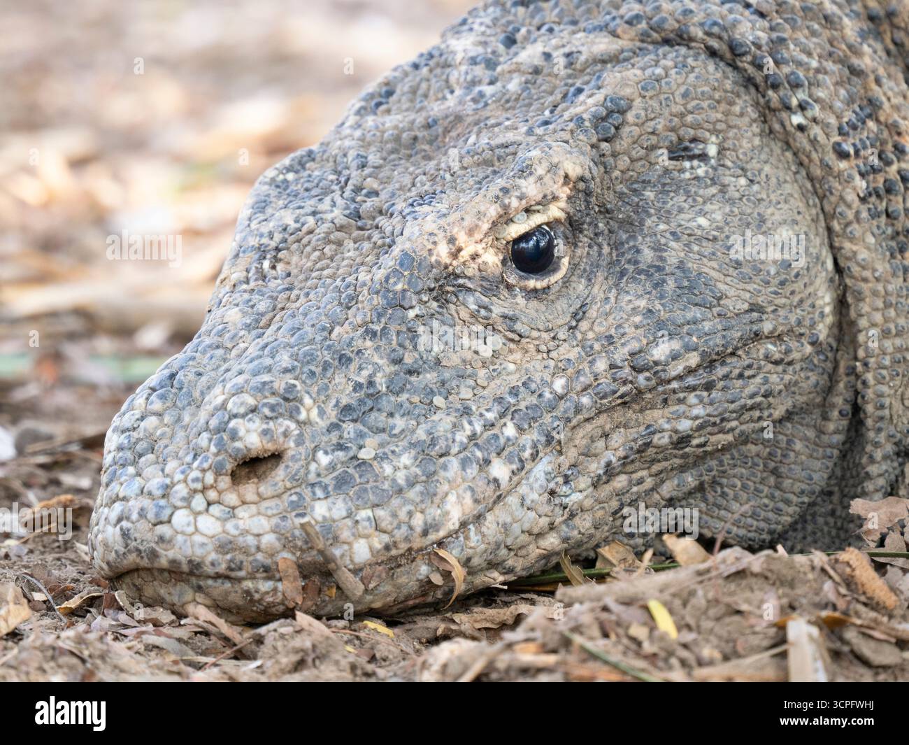 Dragon de Komodo (Varanus komodoensis) Parc national de Komodo, Indonésie Banque D'Images