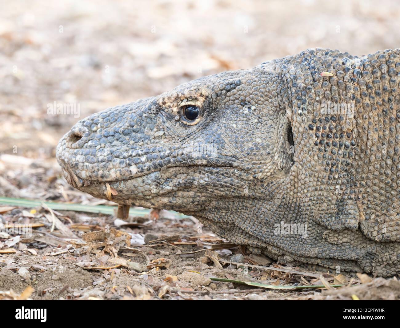 Dragon de Komodo (Varanus komodoensis) Parc national de Komodo, Indonésie Banque D'Images