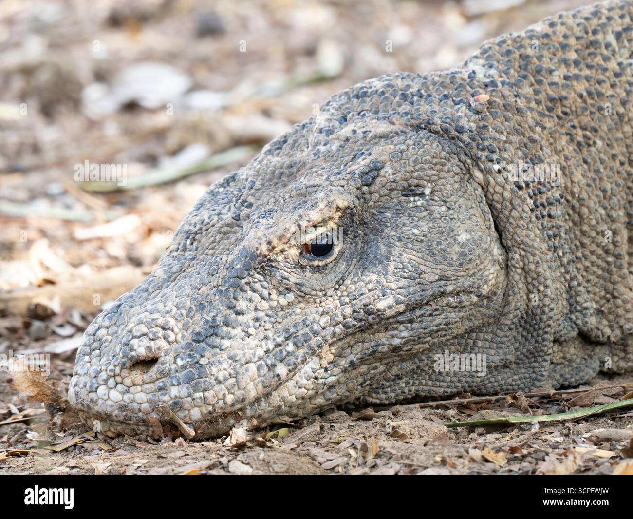 Dragon de Komodo (Varanus komodoensis) Parc national de Komodo, Indonésie Banque D'Images