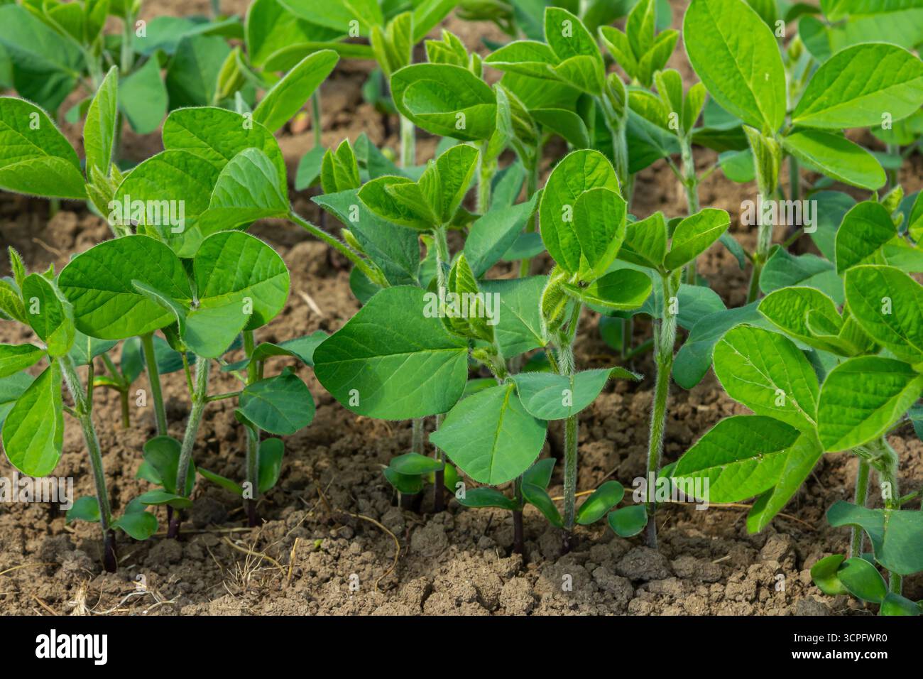 Des semis de soja sains se tiennent debout, affichant un riche feuillage vert contre une terre sombre et fertile, indiquant un environnement agricole florissant Banque D'Images