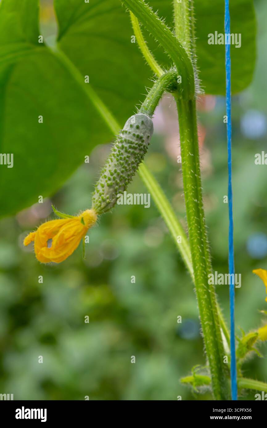 Un jeune concombre pousse aux côtés d'une fleur jaune vif dans un jardin luxuriant, mettant en valeur la beauté de la nature et le cycle de croissance des plantes pendant le printemps Banque D'Images Un jeune concombre pousse aux côtés d'une fleur jaune vif dans un jardin luxuriant, mettant en valeur la beauté de la nature et le cycle de croissance des plantes pendant le printemps Banque D'Images