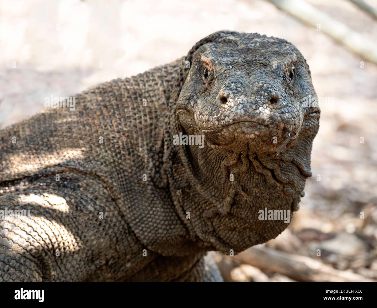 Dragon de Komodo (Varanus komodoensis) Parc national de Komodo, Indonésie Banque D'Images