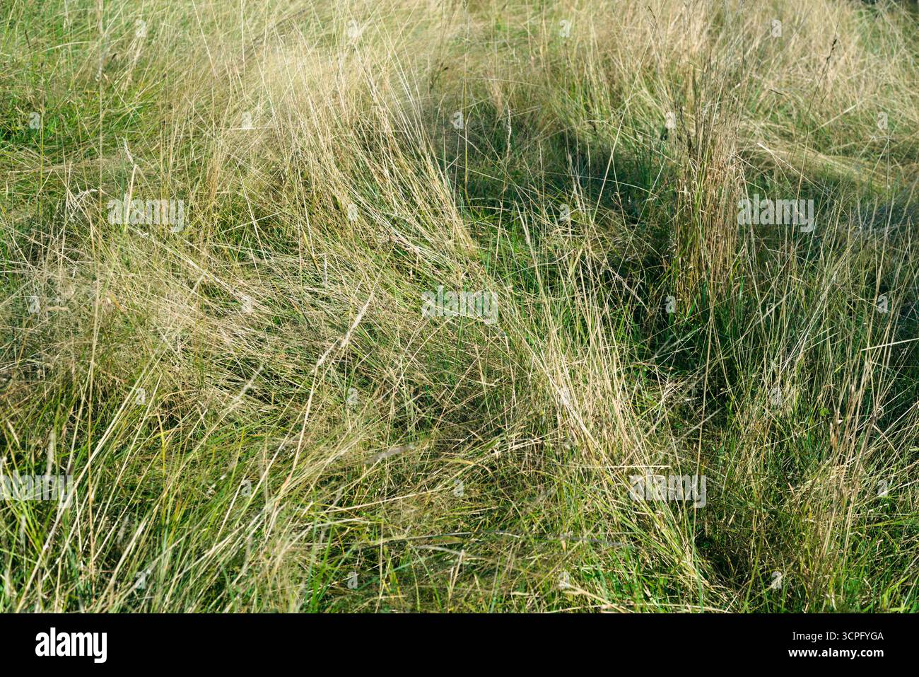 l'herbe des marais tourbillonne en été Banque D'Images