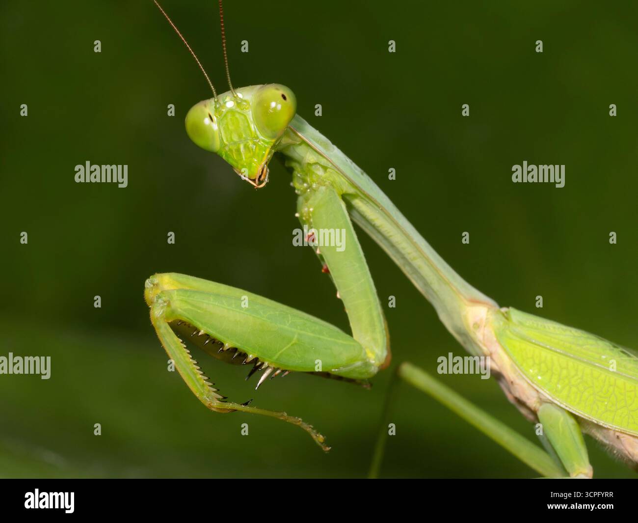 Prier Mantis (Mantis religiosa), gros plan du visage et des avant-bras, Bali, Indonésie Banque D'Images