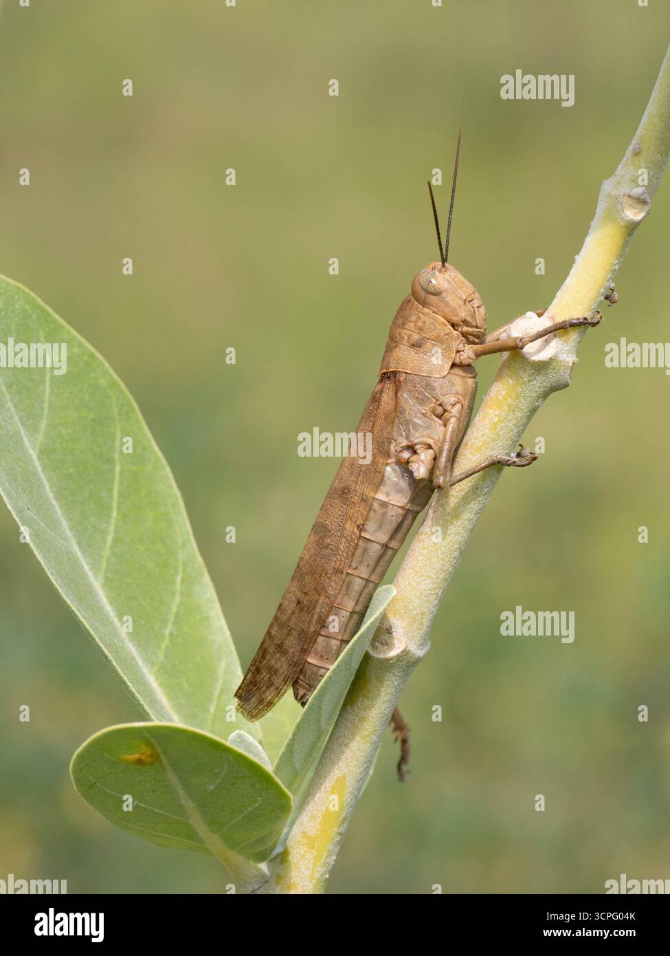 Sauterelle brune (famille Acrididae) sur tige, Bali, Indonésie Banque D'Images