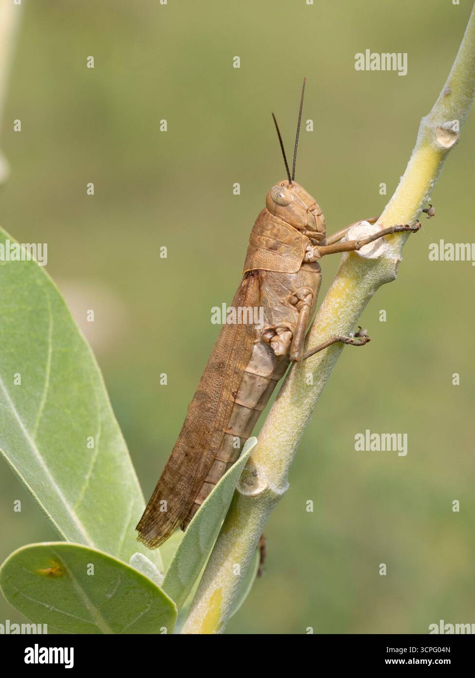 Sauterelle brune (famille Acrididae) sur tige, Bali, Indonésie Banque D'Images