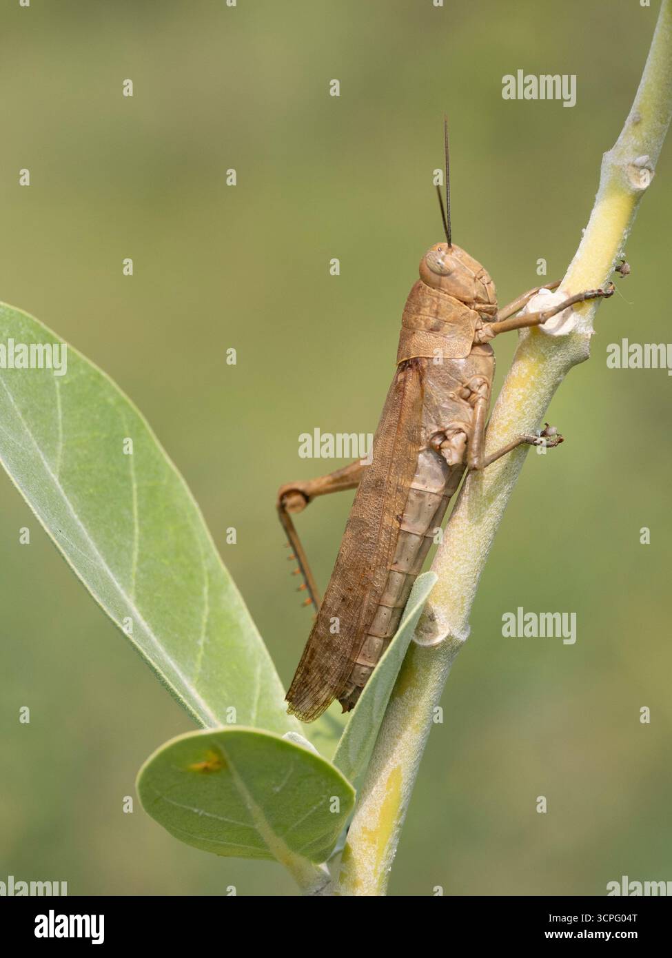 Sauterelle brune (famille Acrididae) sur tige, Bali, Indonésie Banque D'Images