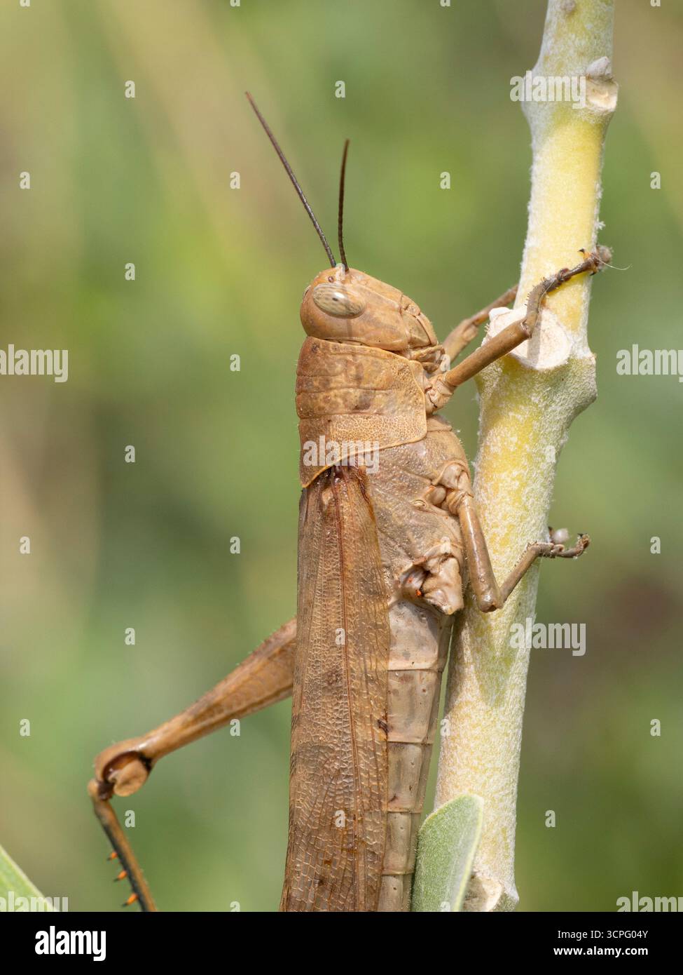 Sauterelle brune (famille Acrididae) sur tige, Bali, Indonésie Banque D'Images
