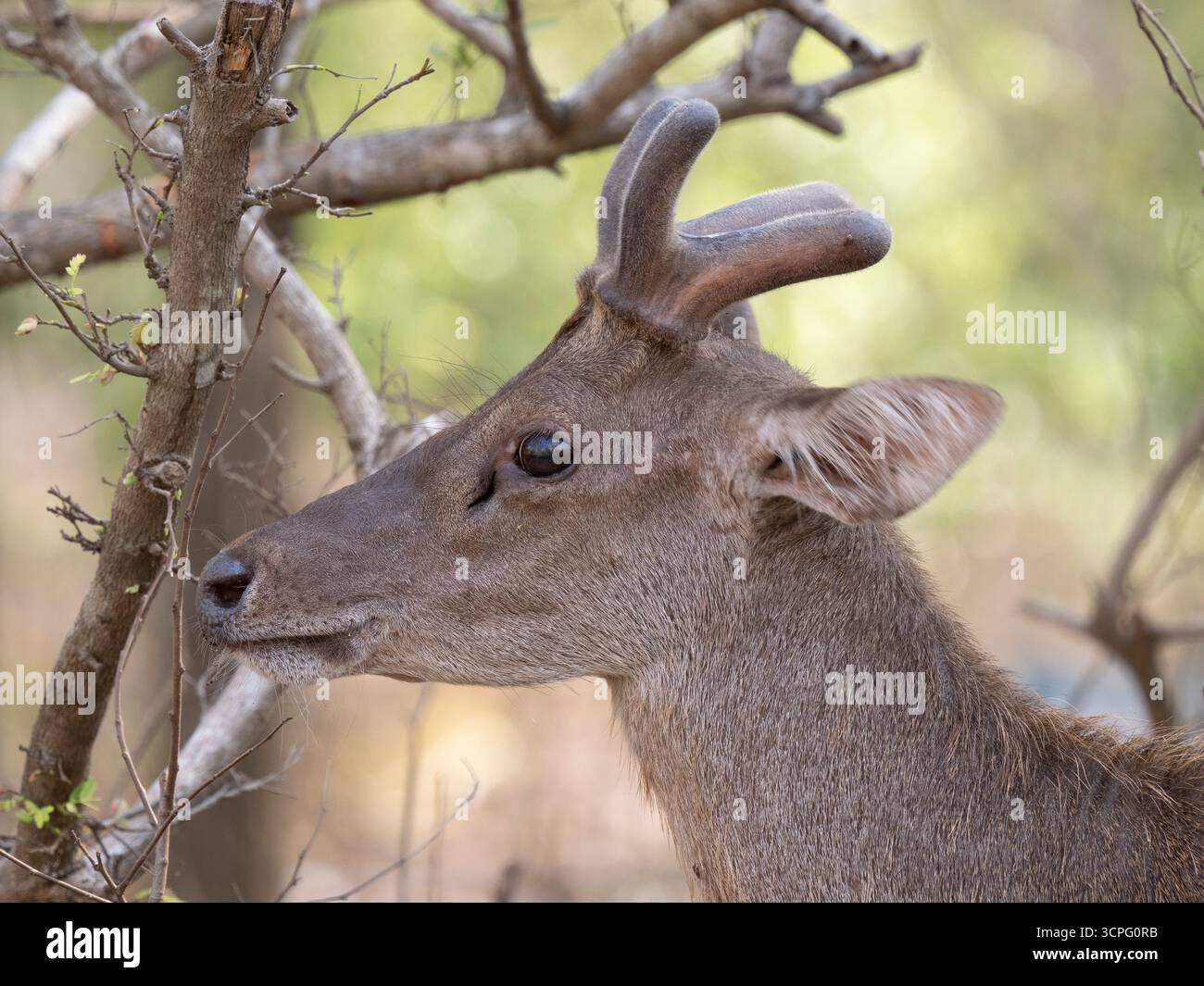 Cerfs du Timor (Rusa timorensis) île de Komodo, Indonésie Banque D'Images