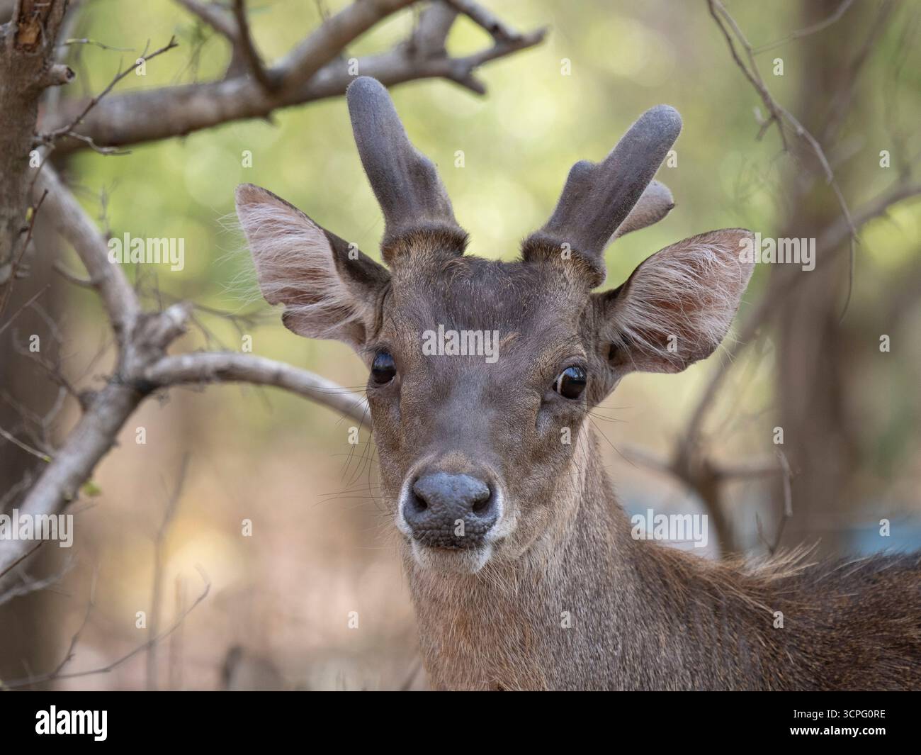 Cerfs du Timor (Rusa timorensis) île de Komodo, Indonésie Banque D'Images