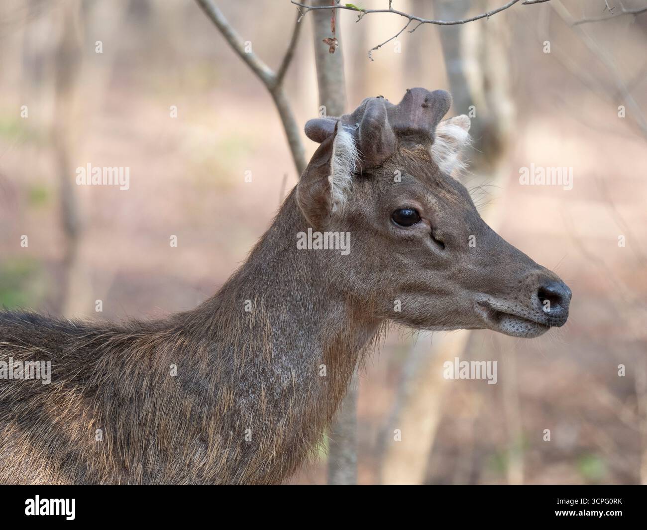 Cerfs du Timor (Rusa timorensis) île de Komodo, Indonésie Banque D'Images
