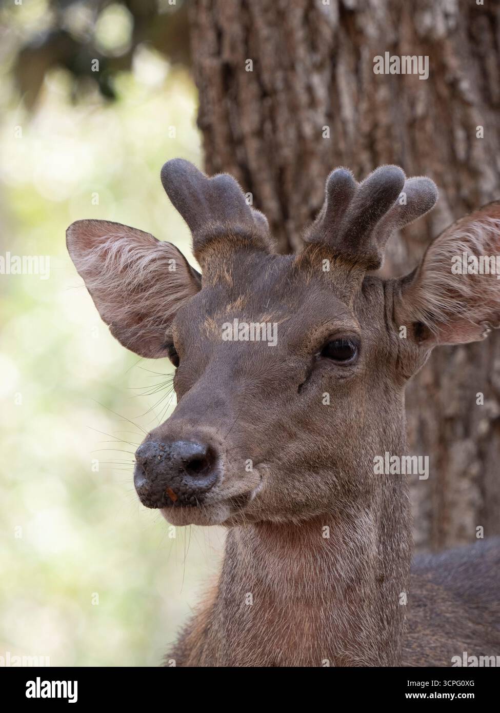 Cerfs du Timor (Rusa timorensis) île de Komodo, Indonésie Banque D'Images