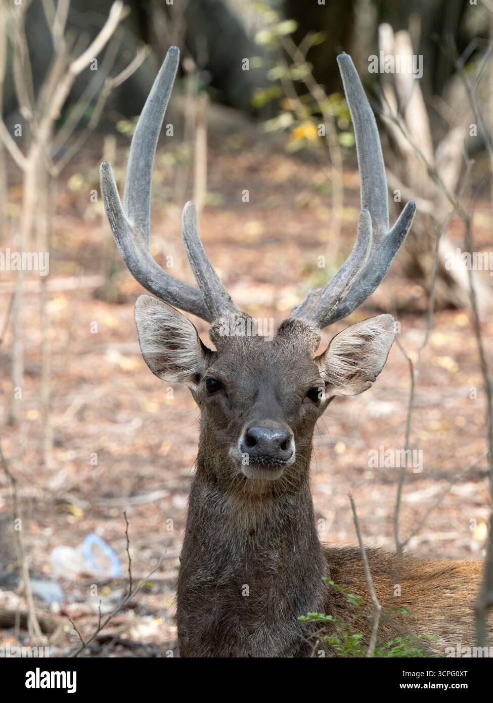 Cerfs du Timor (Rusa timorensis) île de Komodo, Indonésie Banque D'Images