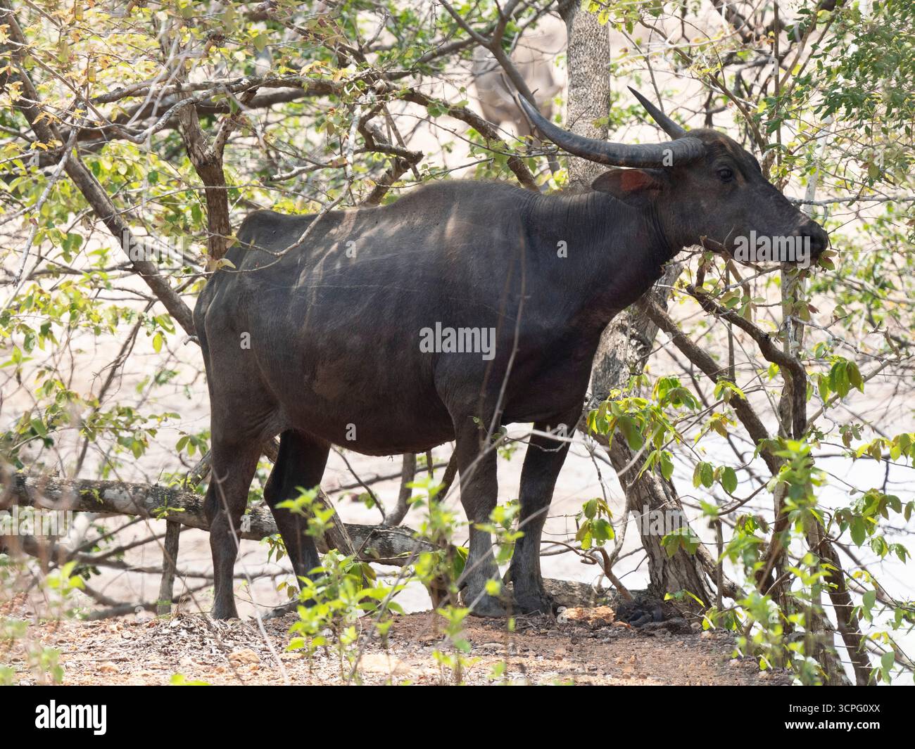 Buffle d'eau (Bubalus bubalis) dans la forêt, île de Komodo, Indonésie Banque D'Images