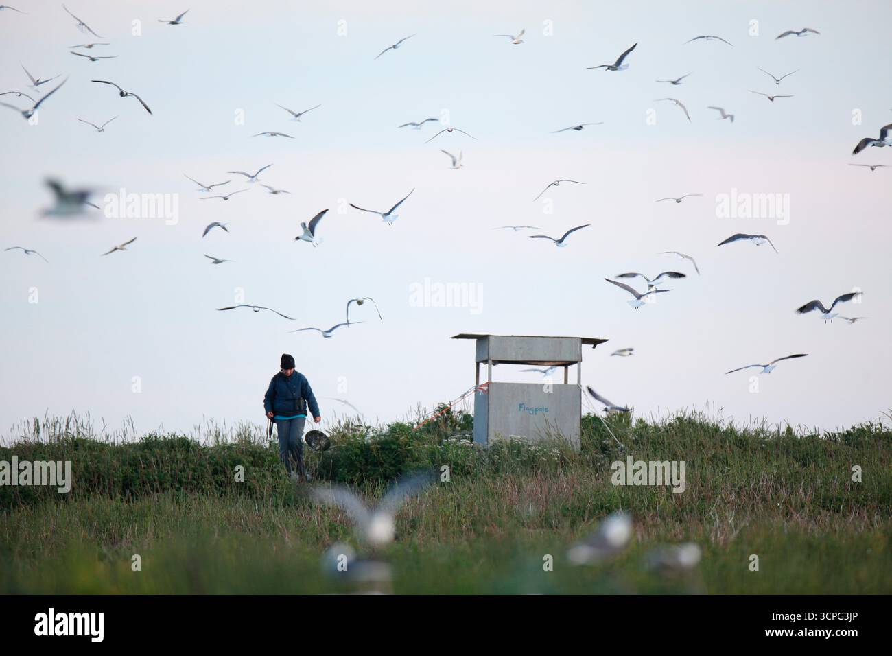 Au milieu de centaines de goélands riants qui nichent dans la brousse, les chercheurs du projet Puffin Liz Zinsser, se rendent à l'un des stores à oiseaux de Project Puffin Eastern Egg Rock Island, dans le Maine Banque D'Images