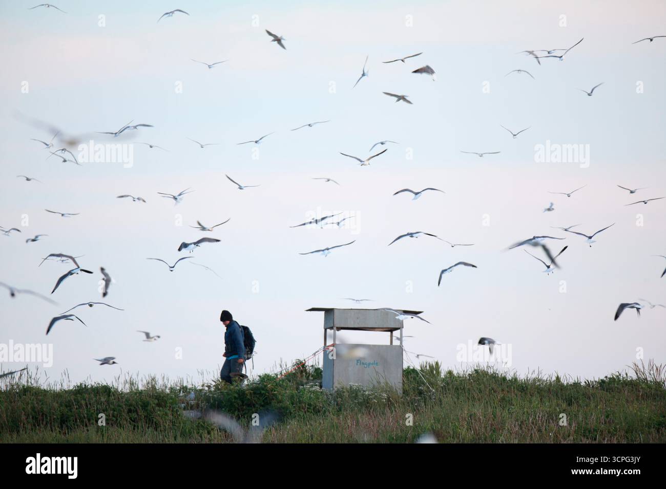 Au milieu de centaines de goélands riants qui nichent dans la brousse, les chercheurs du projet Puffin Liz Zinsser, se rendent à l'un des stores à oiseaux de Project Puffin Eastern Egg Rock Island, dans le Maine Banque D'Images