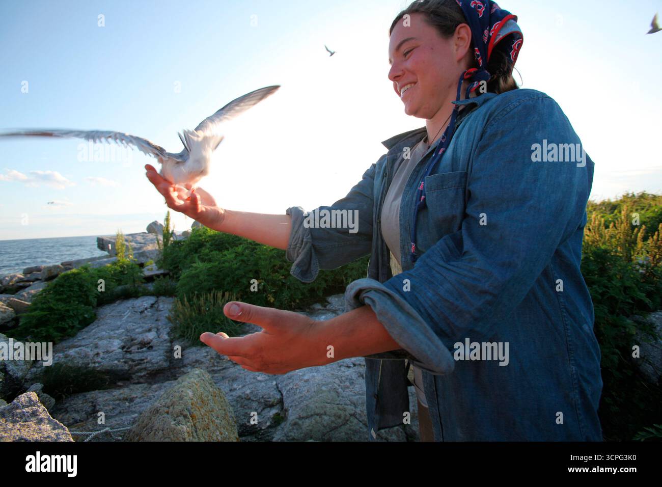 Superviseur du projet macareux de Eastern Egg Rock Island, Maine. Banque D'Images