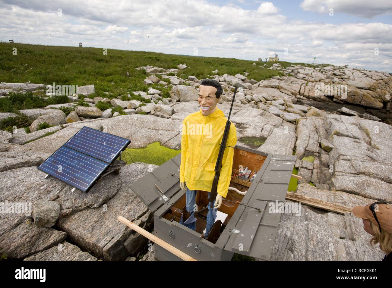 Projet Puffin Eastern Egg Rock Island, Maine Banque D'Images