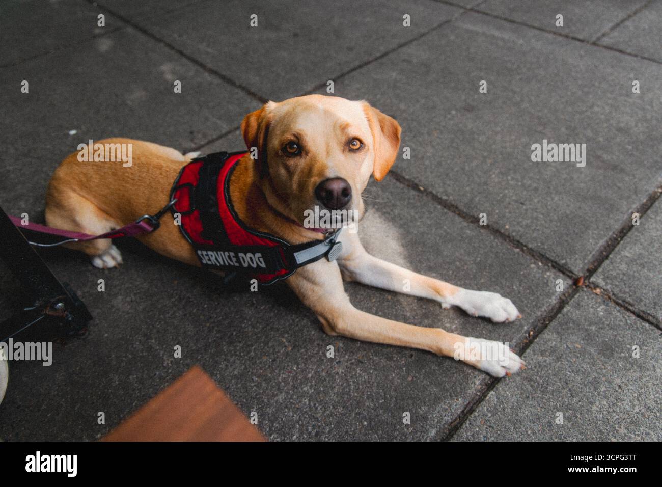 Chien d'assistance assis patiemment sur le patio à côté de la table Banque D'Images Chien d'assistance assis patiemment sur le patio à côté de la table Banque D'Images