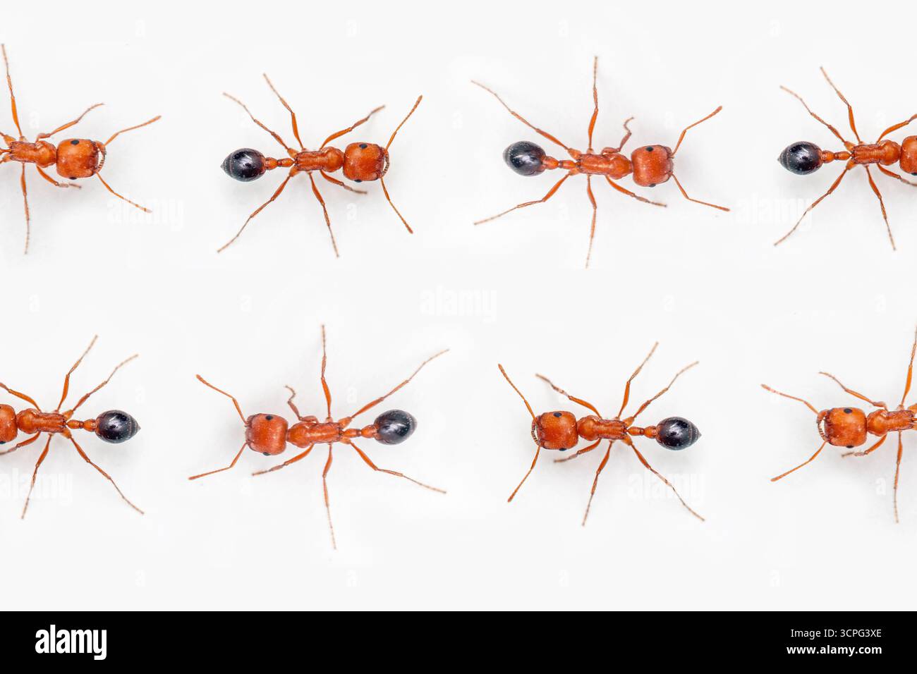 Deux rangées de fourmis marchant dans des directions opposées horizontalement Banque D'Images