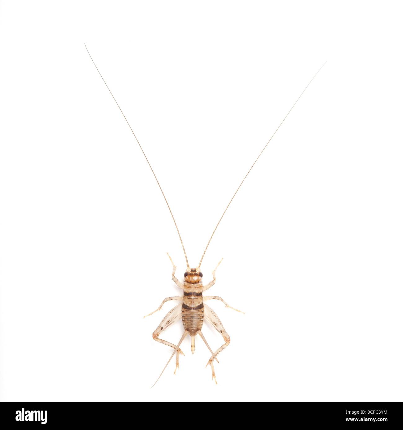 Vue aérienne regardant vers le bas sur un cricket sur fond blanc Banque D'Images