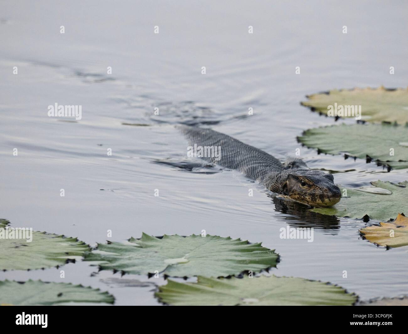 Asian Water Monitor (Varanus salvator) nager parmi les fleurs de nénuphar sur l'étang (sauvage Nymphaea sp) Lotus Lagoon, Candidasa, Bali Indonésie Banque D'Images