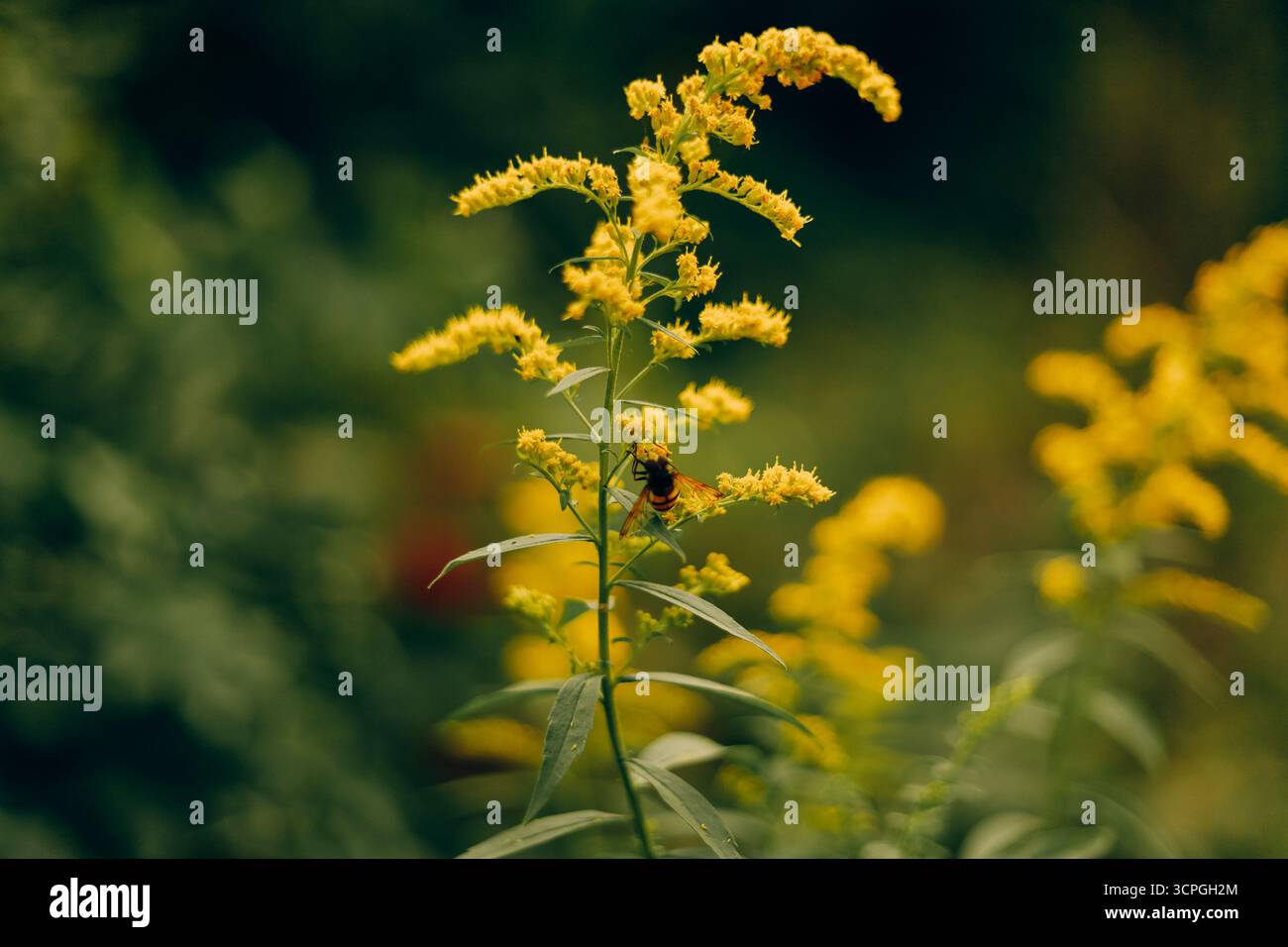 Gros plan d'une abeille recueillant du pollen sur des fleurs d'ambroisie en plein soleil. Photo de haute qualité Banque D'Images