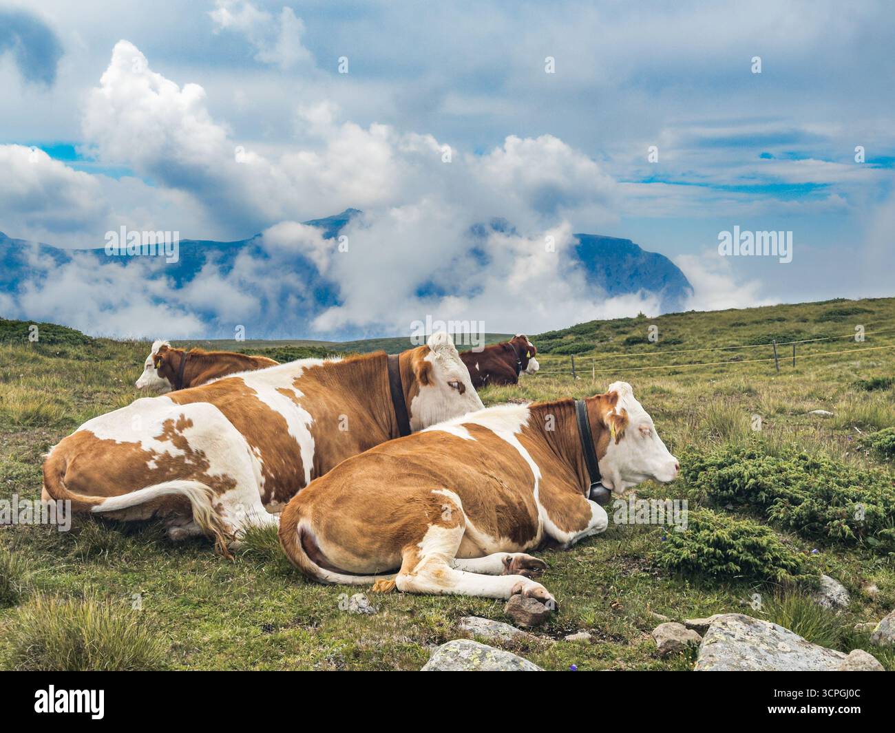 Vaches couchées sur un pré sur la Seiser Alm dans les Dolomites, Tyrol du Sud, Italie. Banque D'Images