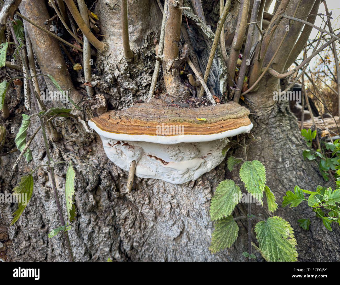 Gros plan du champignon Ganoderma applanatum (Artist’s Bracket) poussant sur un tronc d’arbre dans un jardin de York, North Yorkshire, Angleterre. Banque D'Images