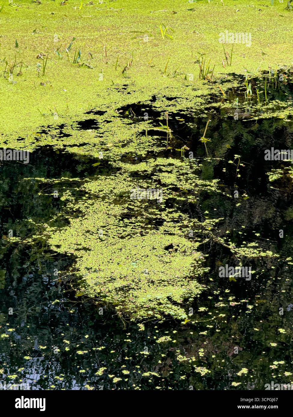 Vue rapprochée de l'asperge couvrant la surface de la rivière Foss à York, en Angleterre. Banque D'Images