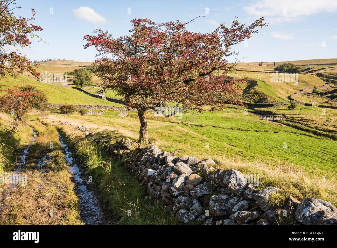 L'aubépine (Crataegus monogyna) est une haie commune qui fleurit en mai et produit des baies rouges en automne, Banque D'Images