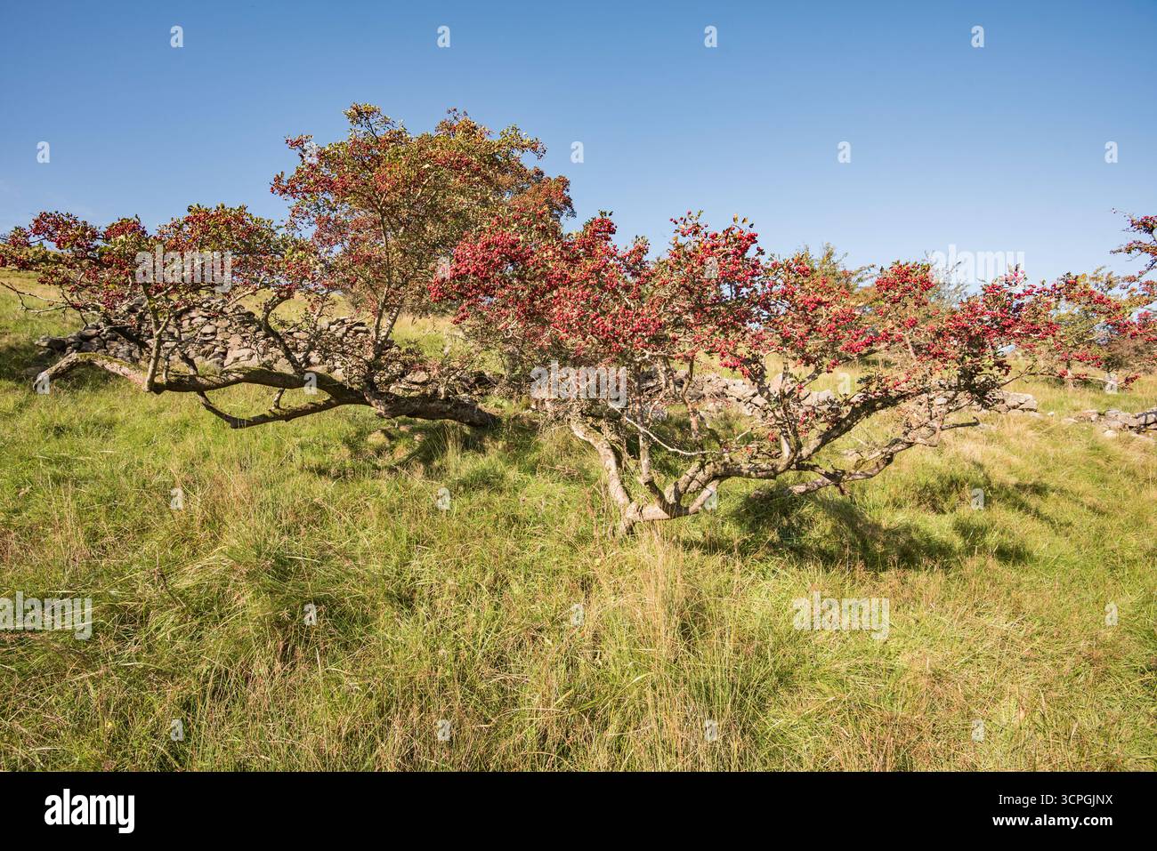 L'aubépine (Crataegus monogyna) est une haie commune qui fleurit en mai et produit des baies rouges en automne, Banque D'Images