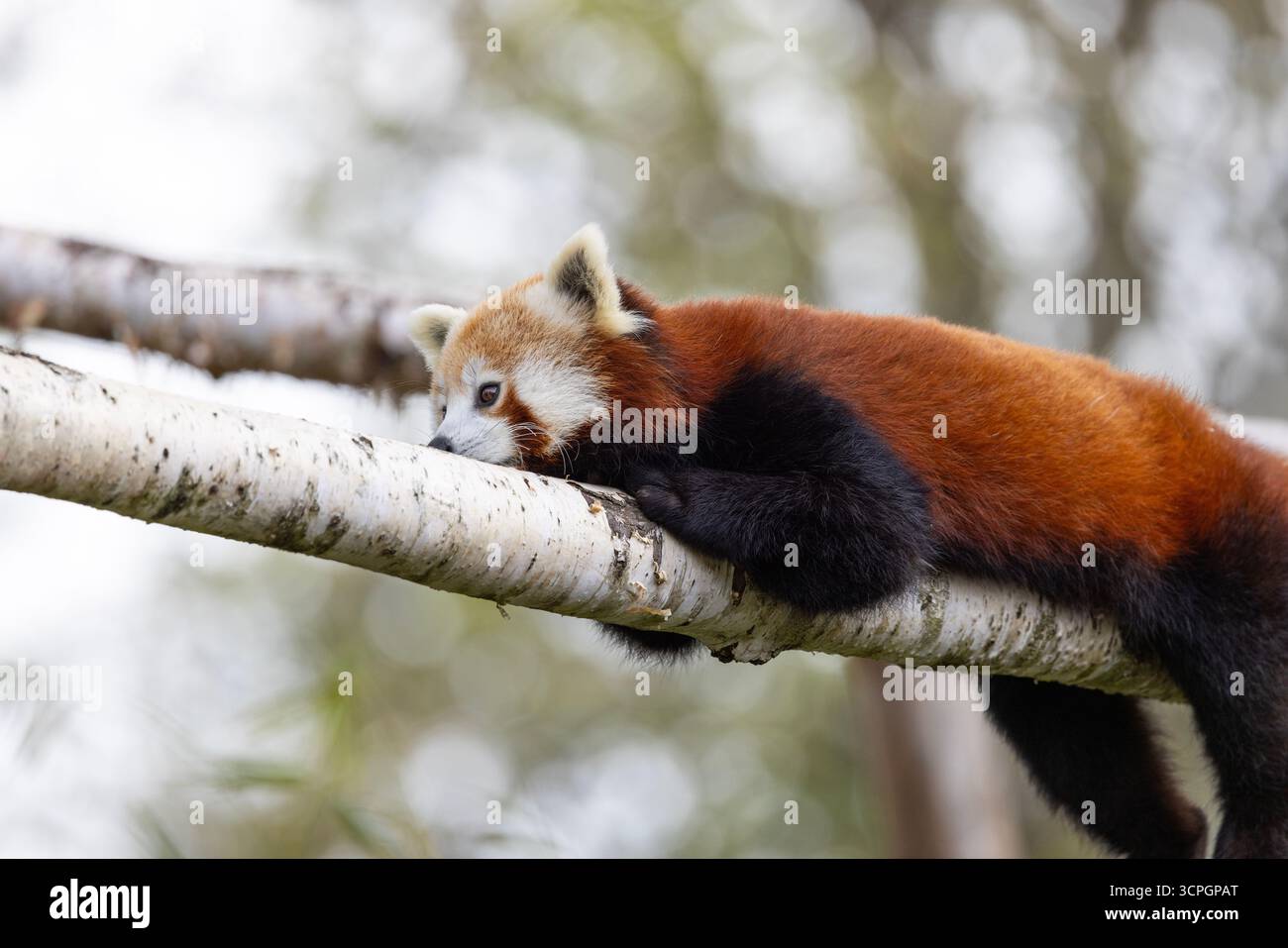 Panda roux (Ailurus fulgens) - animal captif Banque D'Images