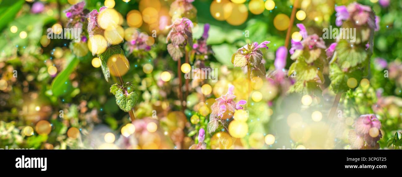 Fond de fleur de mise au point douce. Photo floue de fleur de fond avec le thème de la nature. Bokeh vert. Mise au point sélective. Banque D'Images