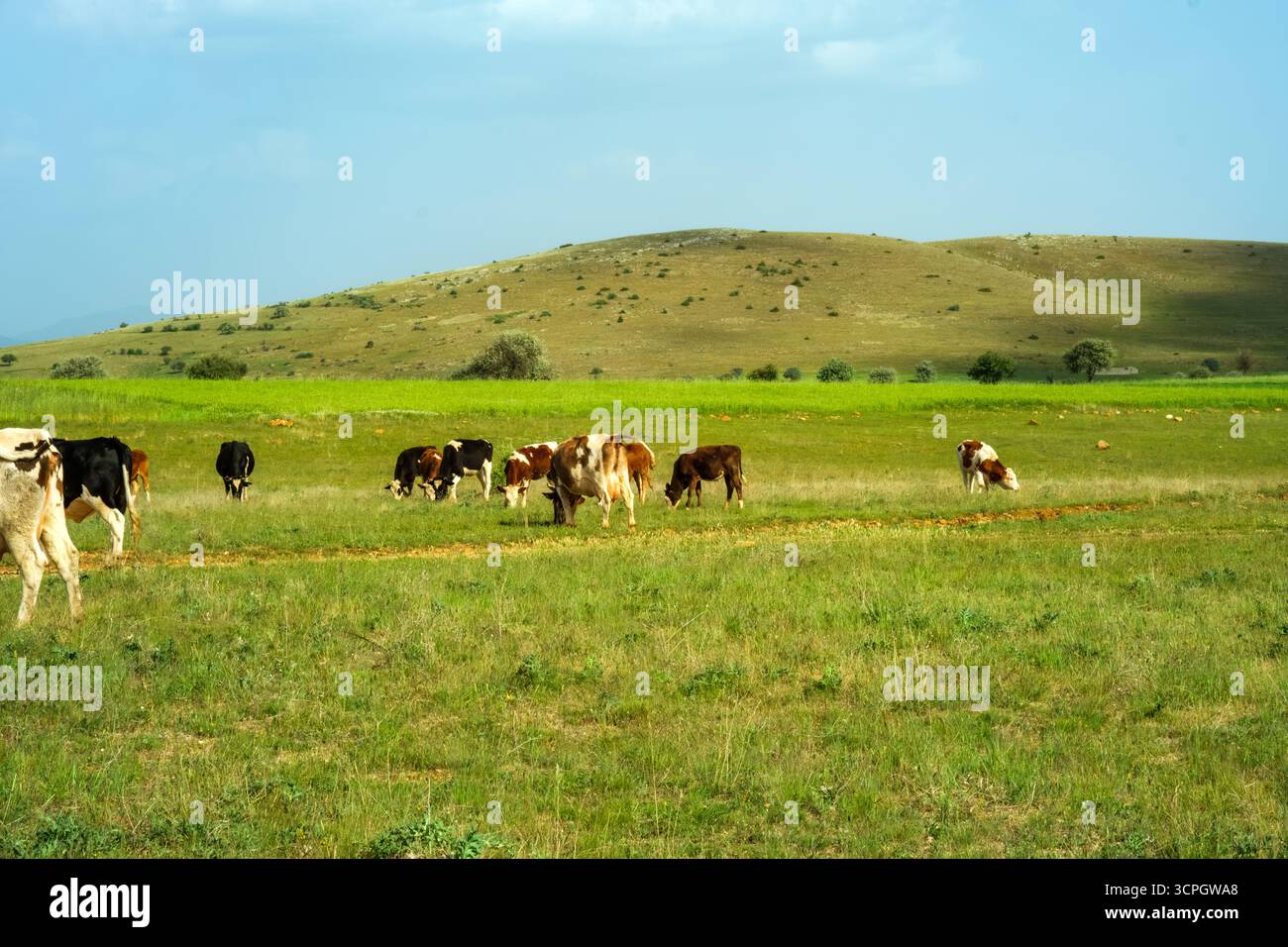 Un petit troupeau de vaches brunes et blanches pèle avec satisfaction sur un pâturage vert luxuriant sous un ciel bleu vif, avec une ligne d'arbres lointaine à l'horizon. Banque D'Images