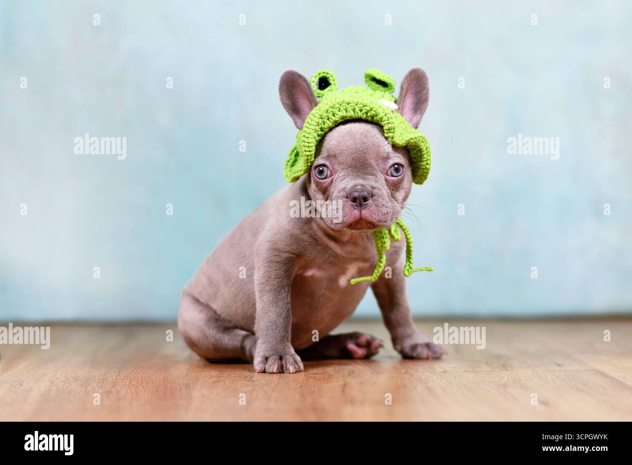 Chiot chien bouledogue français lilas drôle avec chapeau de grenouille tricoté devant le fond de studio Banque D'Images