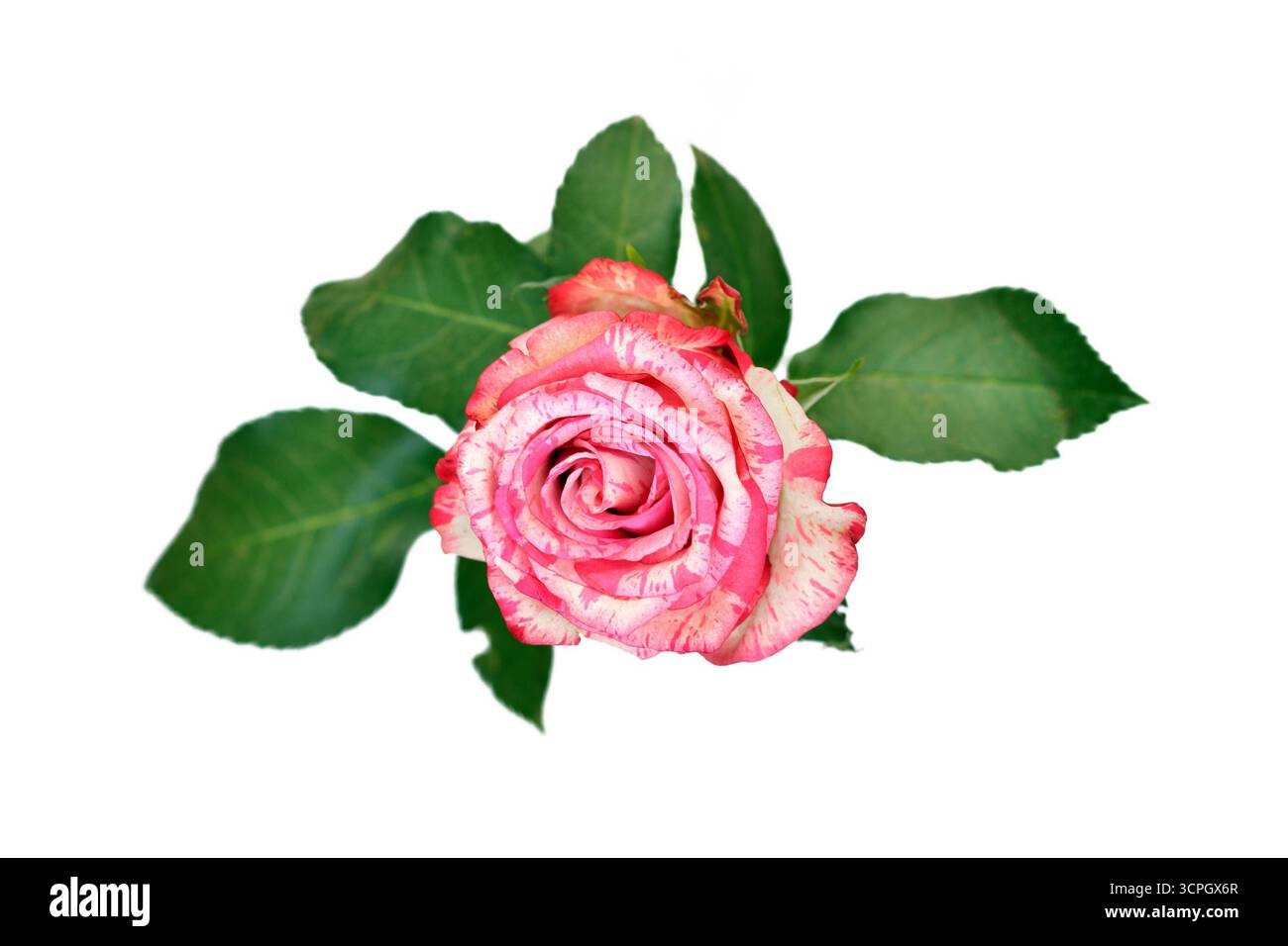 Vue de dessus d'une rose simple Pink Splash avec des pétales blancs et des taches roses sur fond blanc Banque D'Images