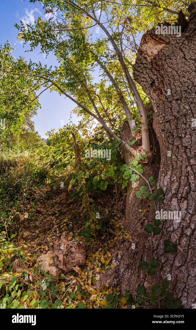 Une scène de nature avec un large tronc d'arbre entouré de feuilles vertes et de feuilles jaunes tombées sur le sol. Les branches d'arbres atteignent vers le ciel f Banque D'Images