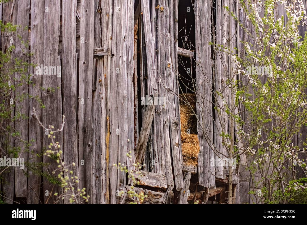 Une ancienne grange rustique avec des panneaux de bois altérés, partiellement ouverte pour révéler la paille à l'intérieur. Autour de la grange sont des branches en fleurs, ajoutant une touche de Banque D'Images Une ancienne grange rustique avec des panneaux de bois altérés, partiellement ouverte pour révéler la paille à l'intérieur. Autour de la grange sont des branches en fleurs, ajoutant une touche de Banque D'Images