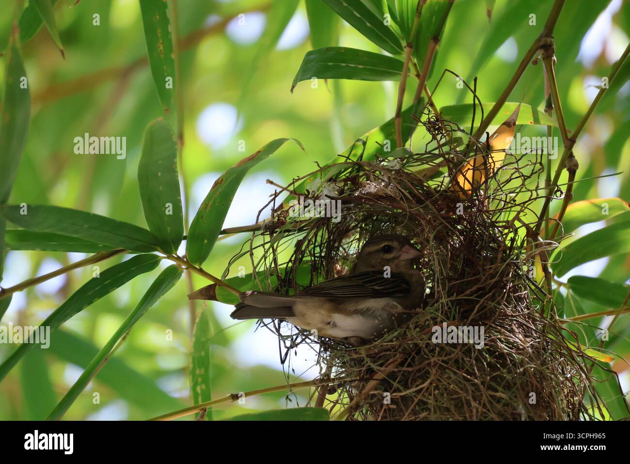 Fody rouge femelle (Foudia madagascariensis) dans le nid (île de Praslin, Seychelles) Banque D'Images