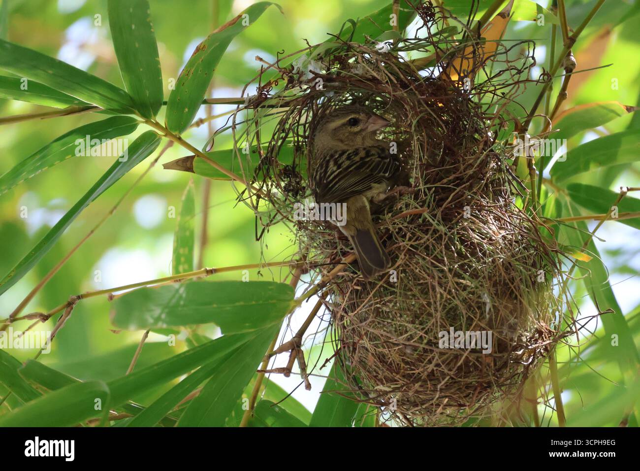 Fody rouge femelle (Foudia madagascariensis) dans le nid (île de Praslin, Seychelles) Banque D'Images