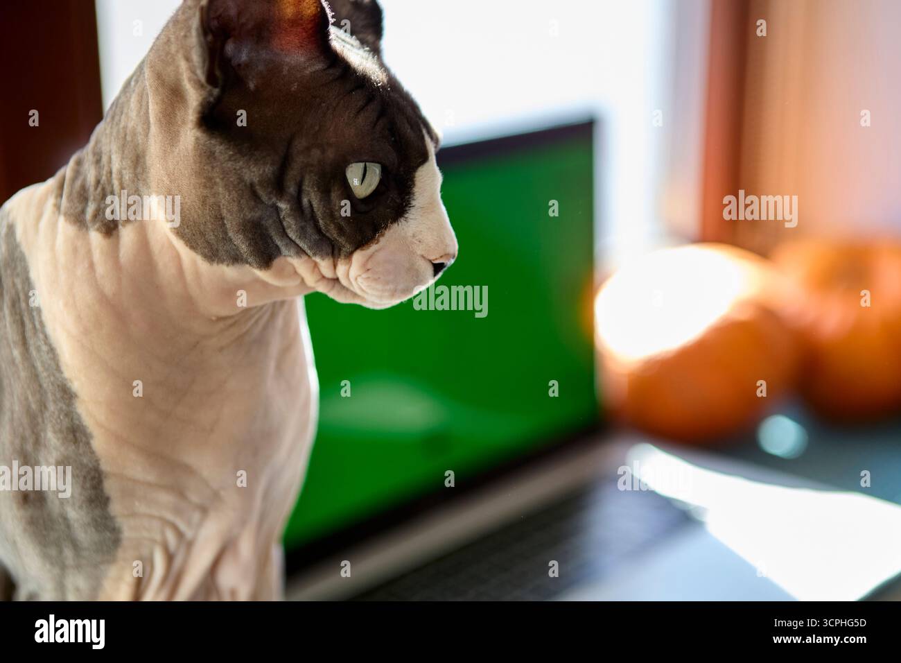 Un gros plan d'un chat sans poils sphynx montre une peau ridée et des moustaches détaillées. Le chat regarde curieusement vers un ordinateur portable avec un chroma vert SC Banque D'Images