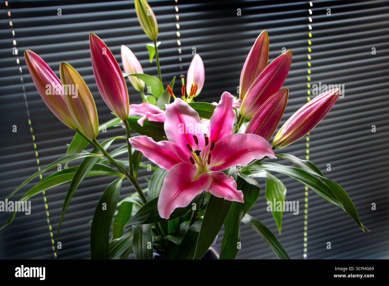 Lys roses élégants dans un vase sombre placé sur une table sur un fond de stores horizontaux Banque D'Images