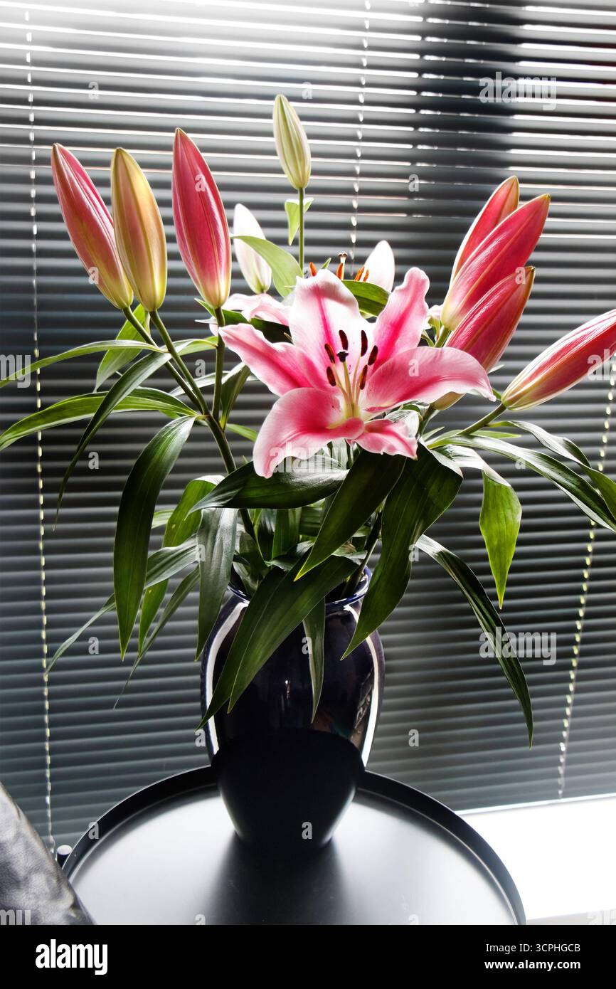 Lys roses élégants dans un vase sombre placé sur une table sur un fond de stores horizontaux Banque D'Images