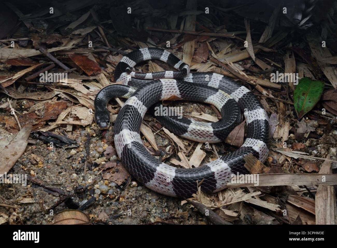 Malayan Krait, ou Blue Krait en sol forestier, sur des feuilles mortes. Le venin du krait malais est hautement neurotoxine. Banque D'Images